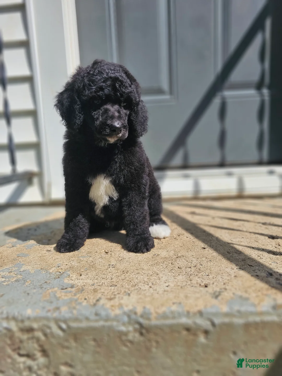 Standard Poodle dogs for sale: Darth Vader - Ad 1