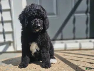 Standard Poodle dogs Darth Vader - Ad 12