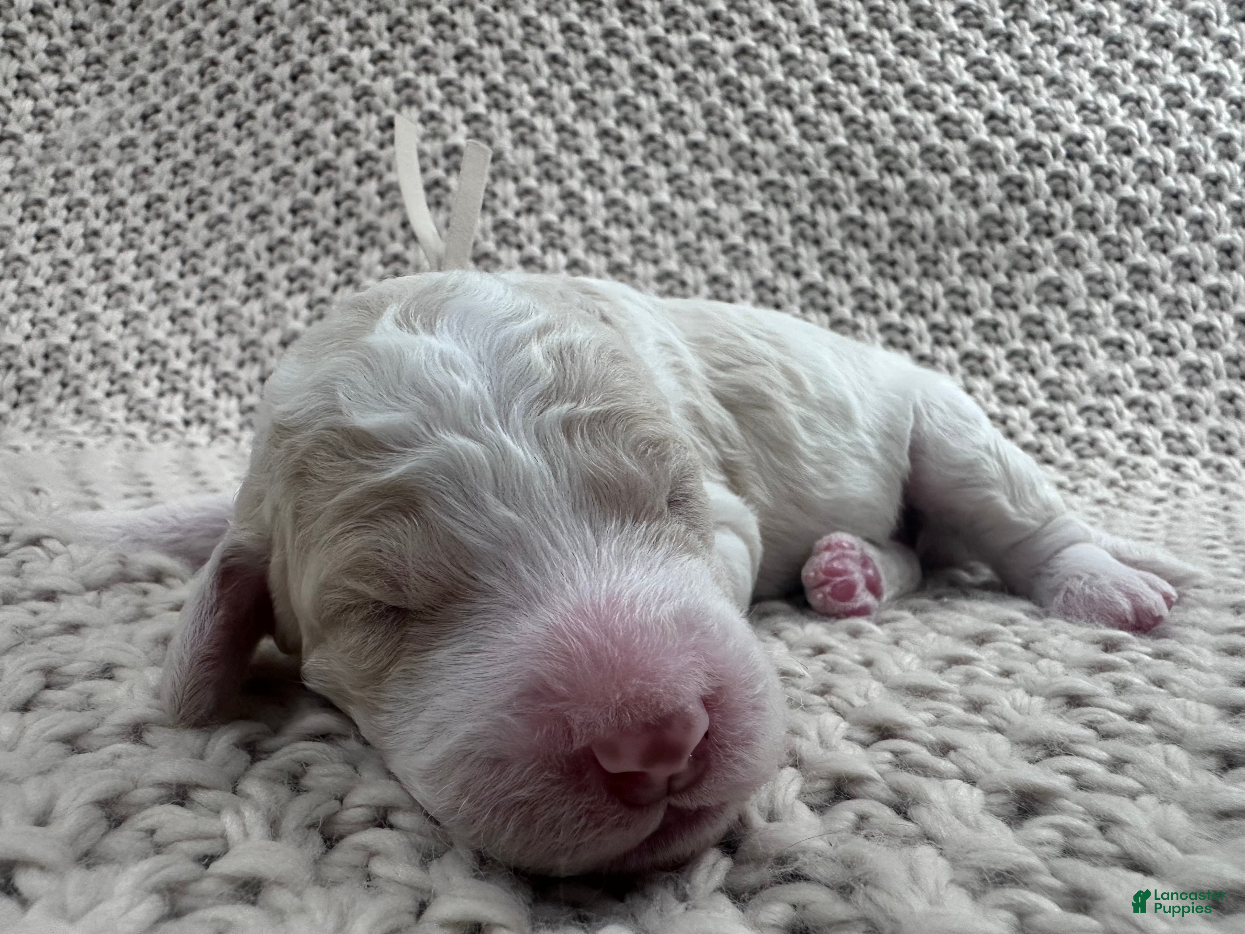 Goldendoodle dogs Ivory 🤍 - Ad 17