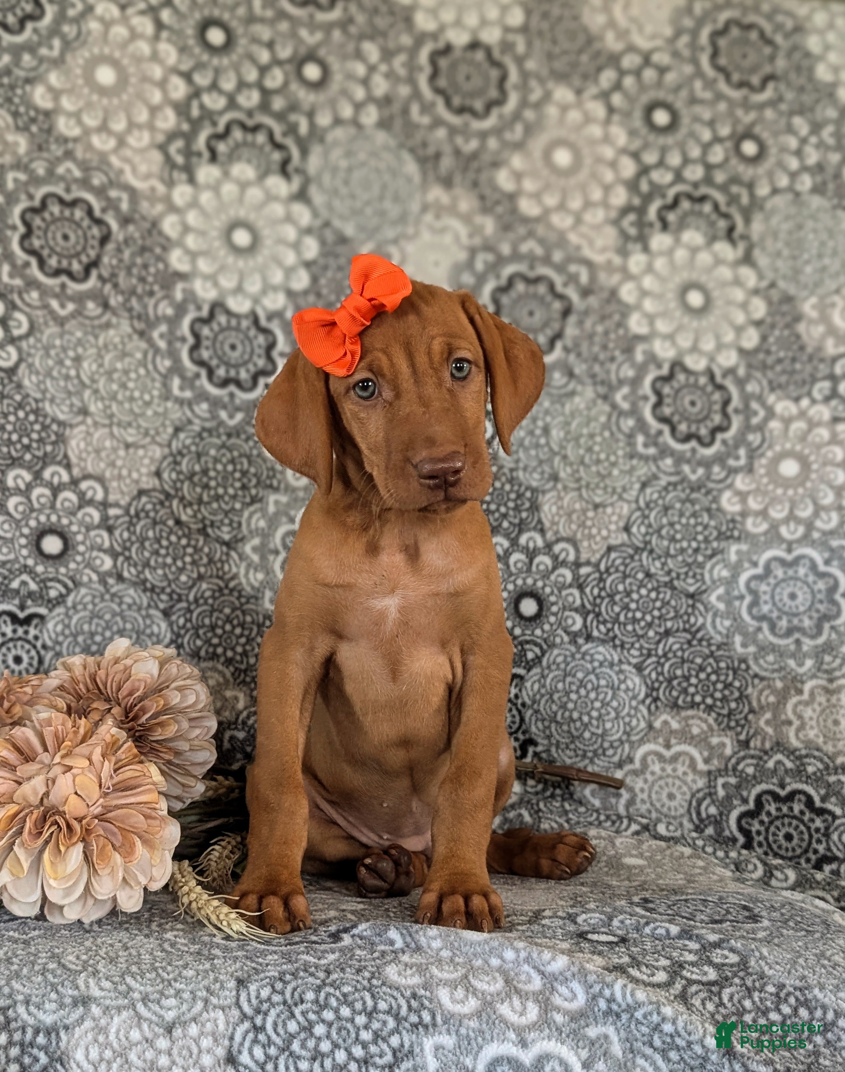 Vizsla dogs Alona - Ad 2