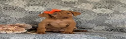 Vizsla dogs for sale: Alona - Ad 2