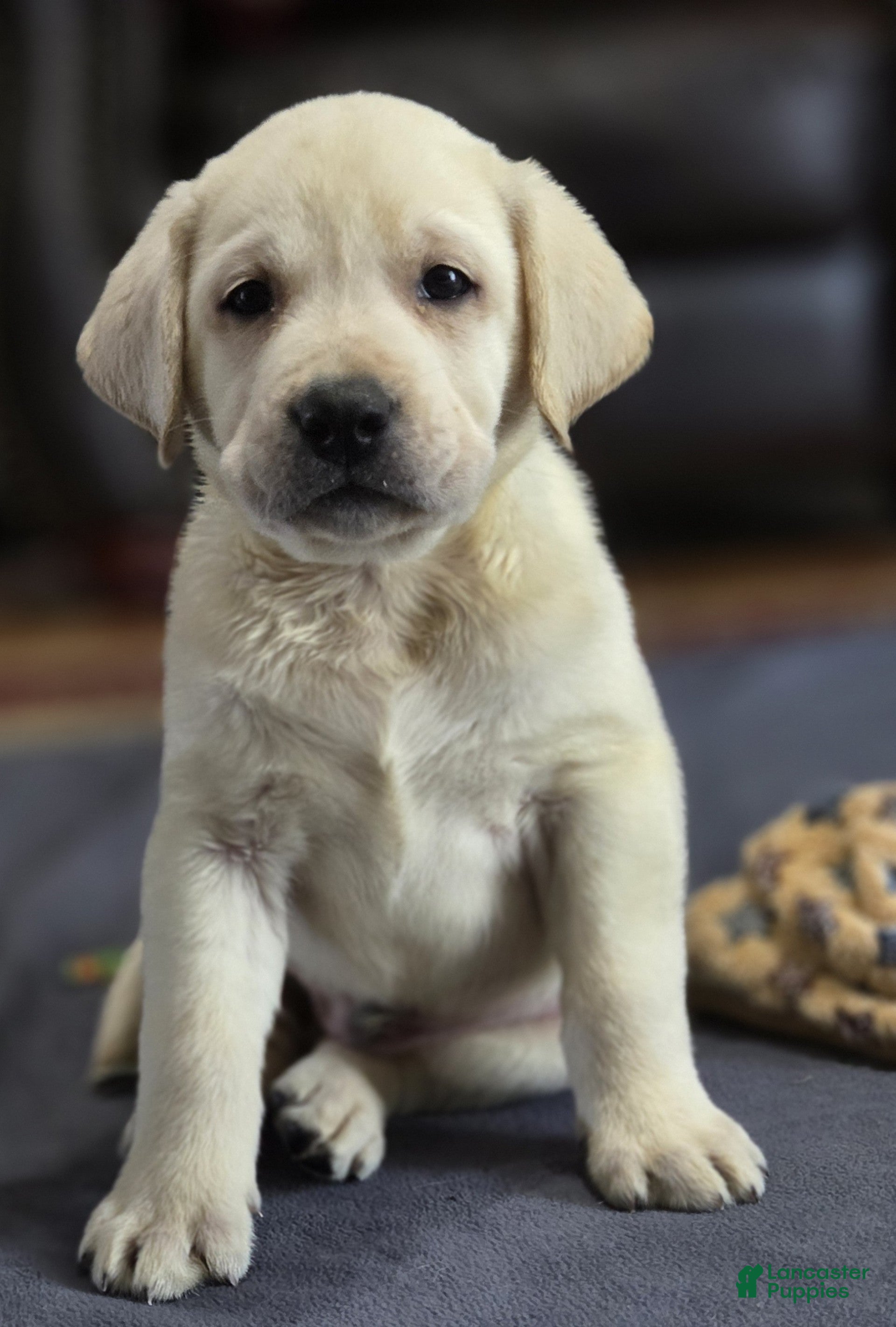 Labrador Retriever dogs Blue Collar - Ad 2