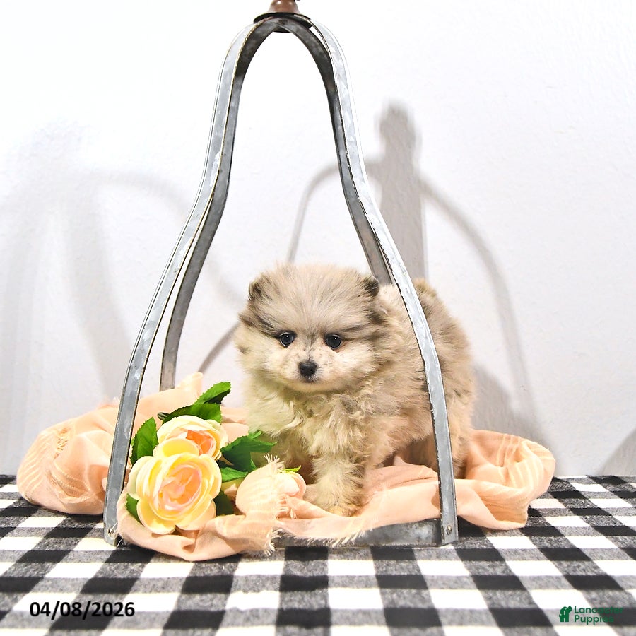 Pomeranian dogs Ginger - Ad 1