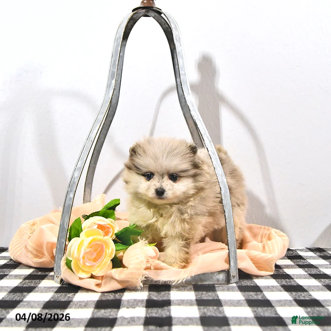 Pomeranian dogs for sale: Ginger - Ad 1