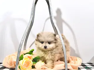 Pomeranian dogs for sale: Ginger - Ad 1