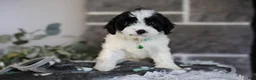 Cavapoo dogs for sale: Lennox - Ad 12
