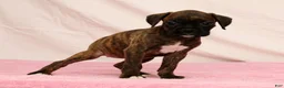 Boxer dogs for sale: Shadow - Ad 5
