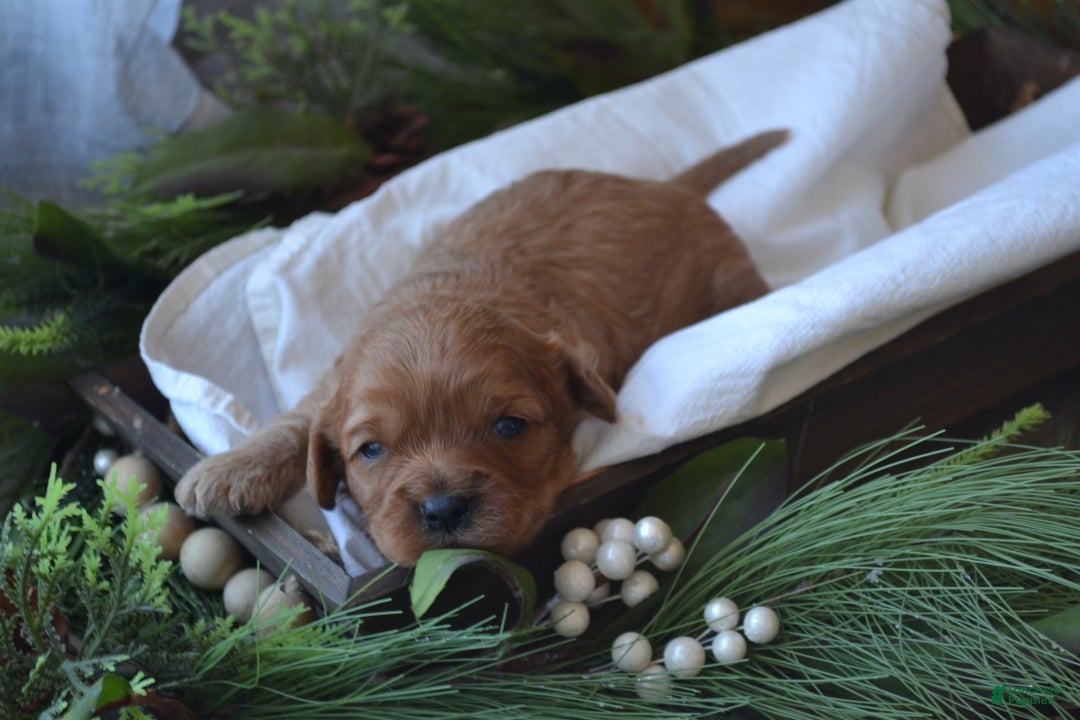 Cavapoo dogs for sale: Glory - Ad 3