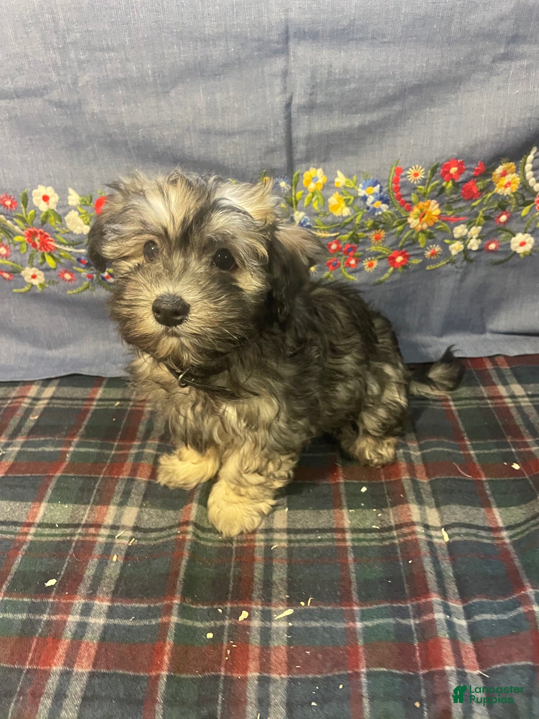 Havanese dogs for sale: Hayden - Ad 1