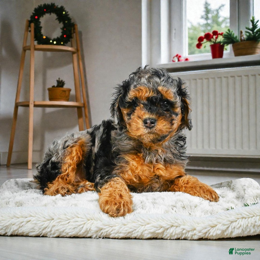 Cockapoo dogs for sale: alice - Ad 6