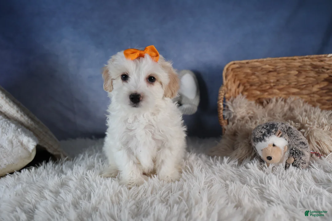 Havapoo dogs for sale: FROSTY - Ad 7