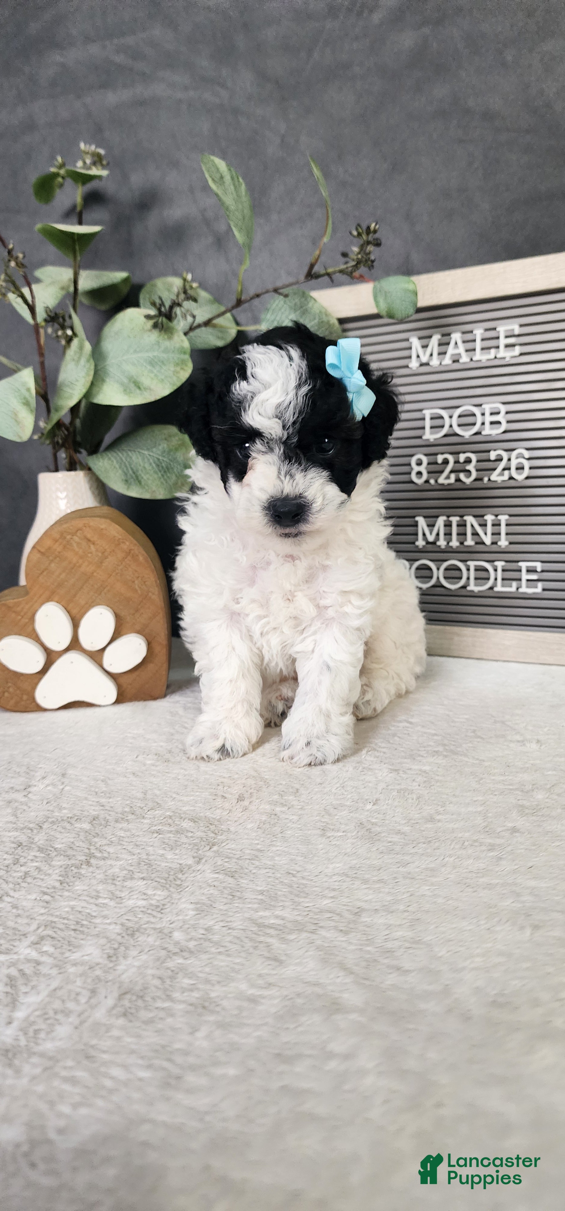 Milo (Miniature Poodle, Male) in Quincy, MI