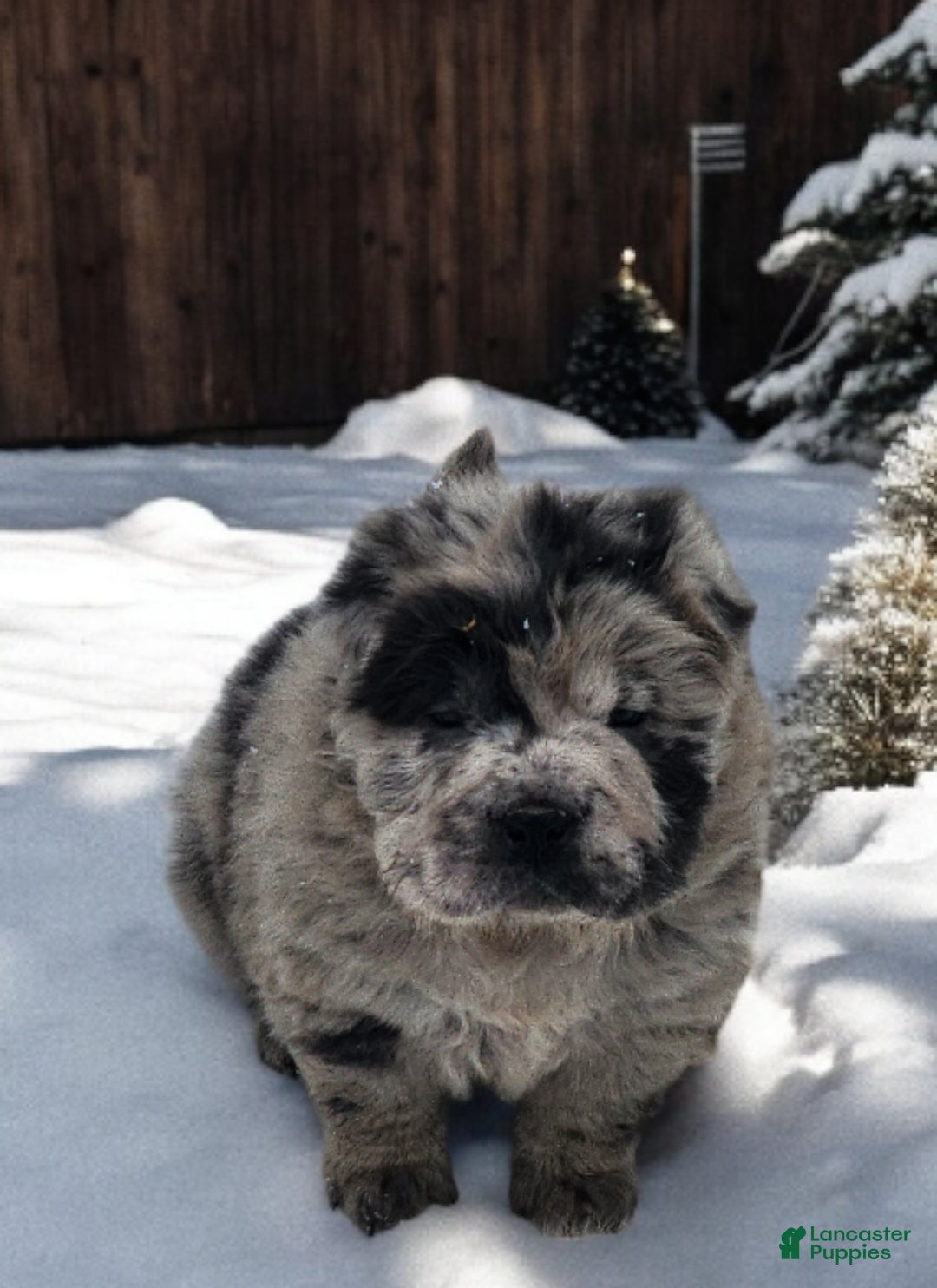 Shar Pei dogs for sale: Marla merle mini bear  - Ad 15