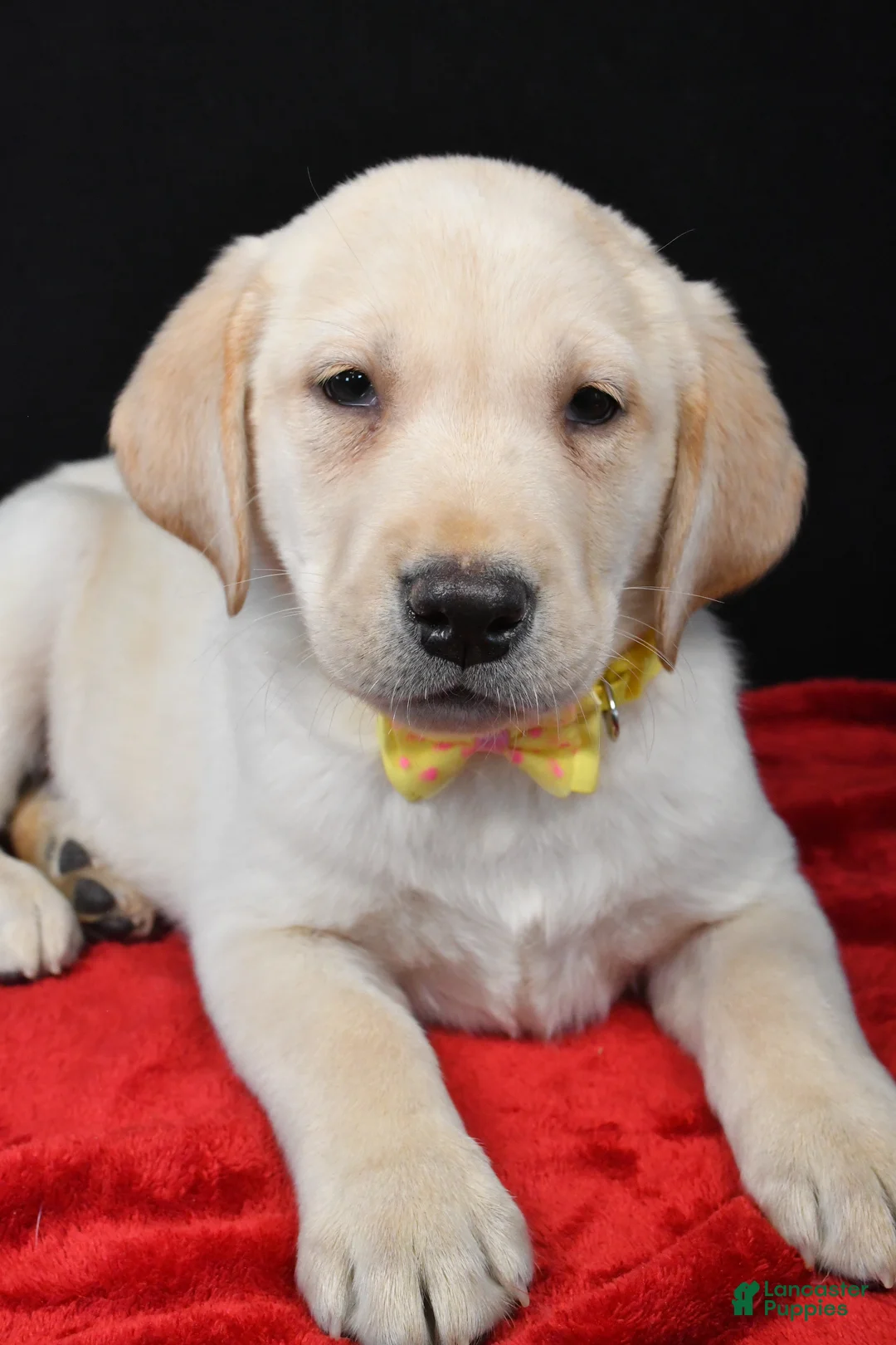 Labrador Retriever dogs for sale: Rizzo - Ad 3