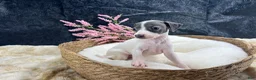 Italian Greyhound dogs for sale: Italian Greyhound 6 - Ad 5