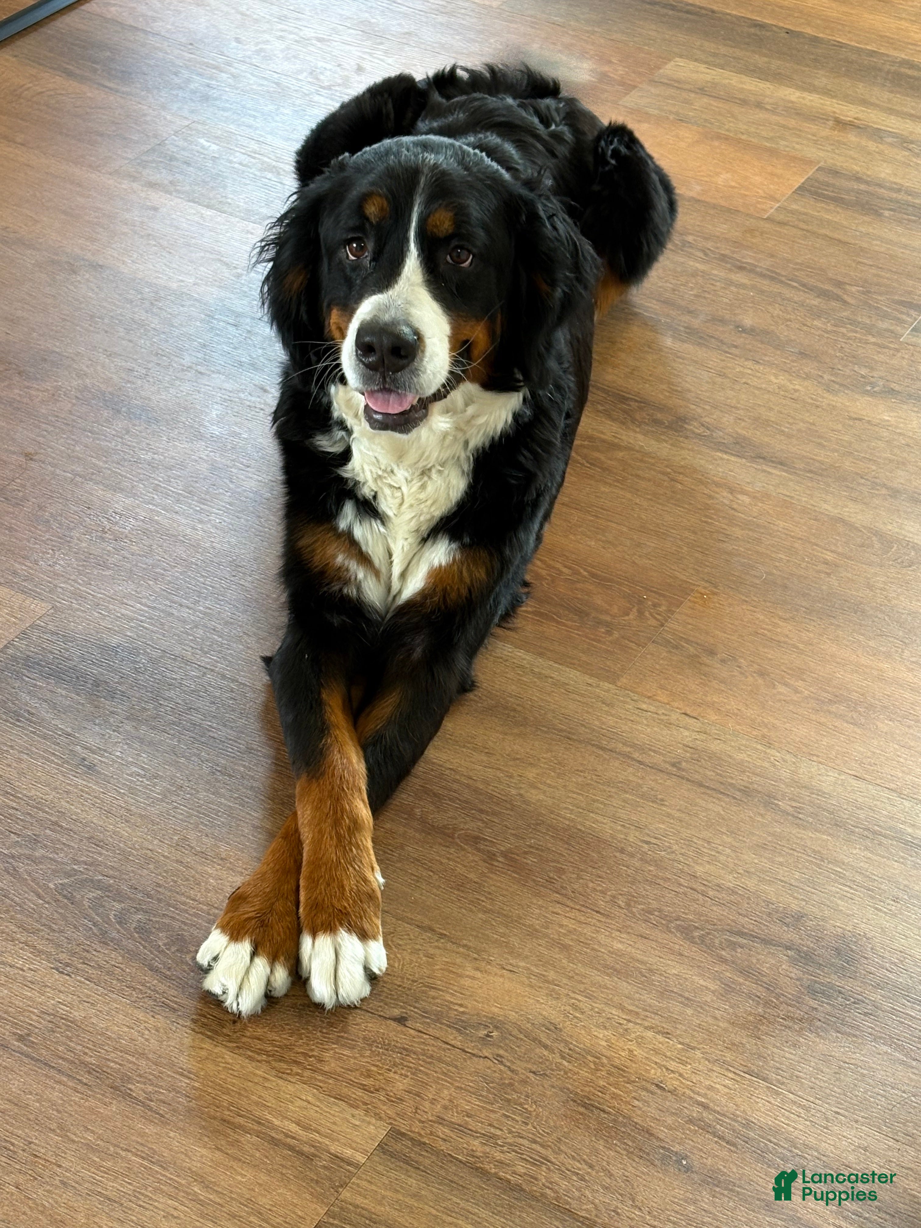 Nova 