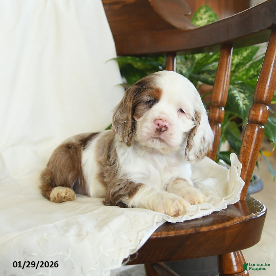 English Cocker Spaniel dogs Clover - Ad 2
