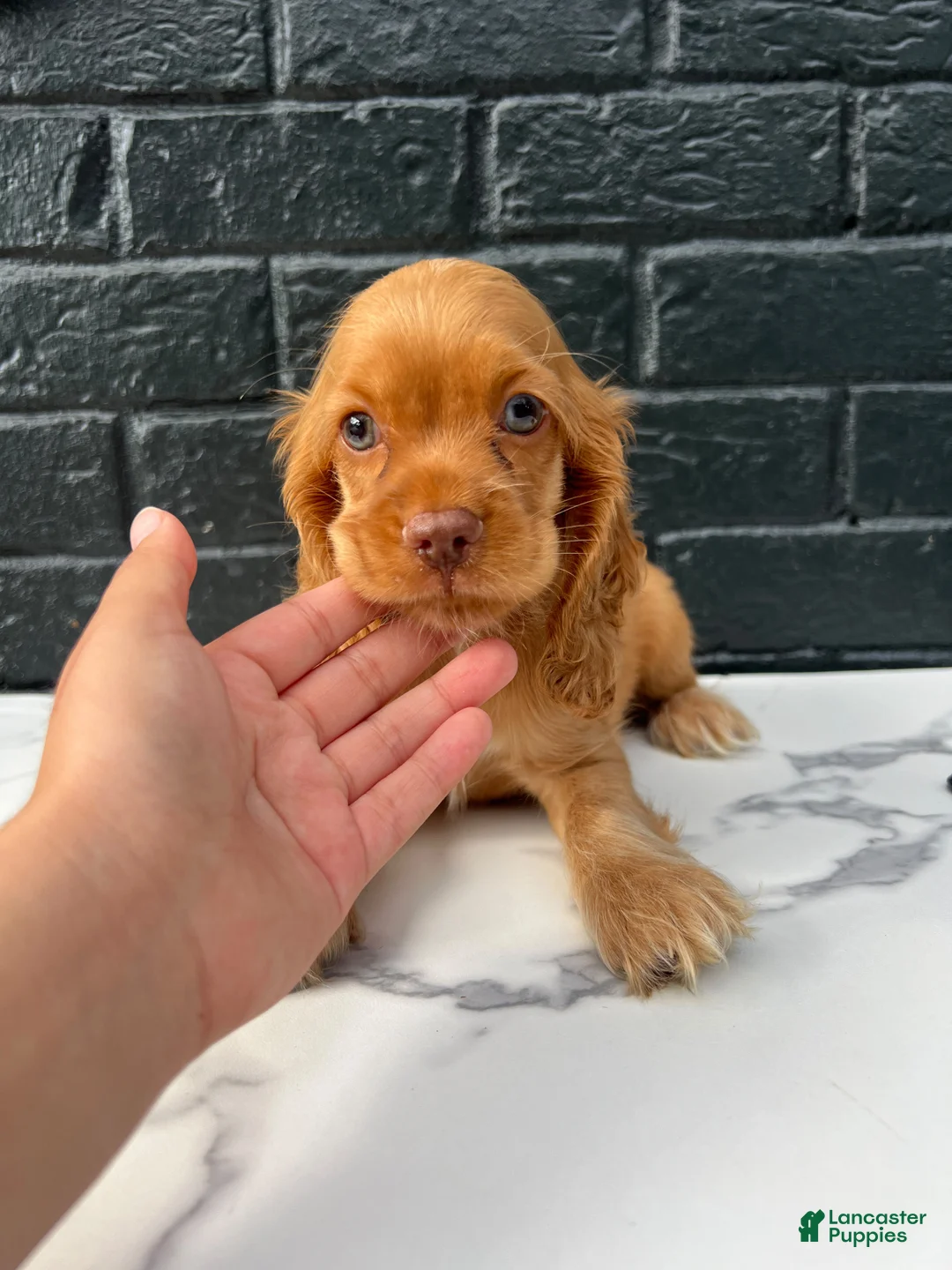 Cocker Spaniel dogs for sale: 🌪️💙 Storm 💙🌪️ - Ad 2