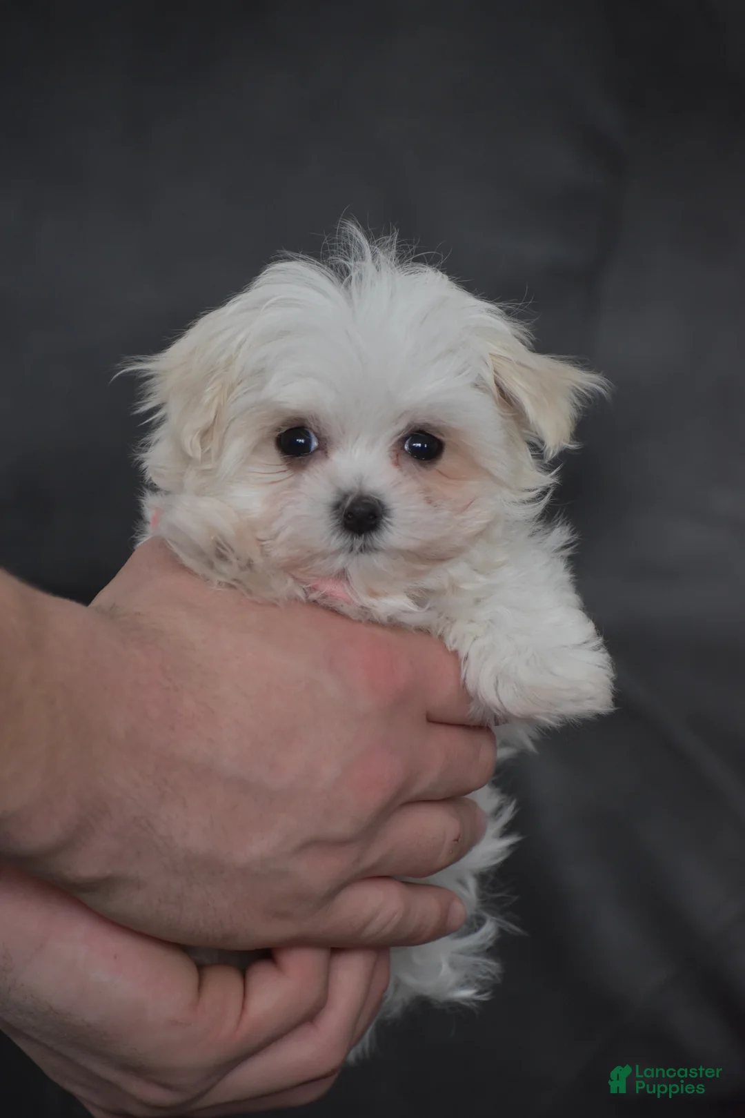 Maltese dogs for sale: Rosie - Ad 7