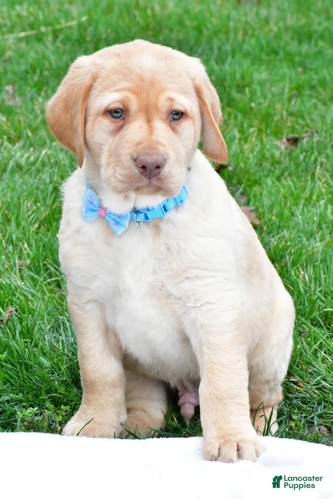 Labrador Retriever dogs for sale: Bryson - Ad 1