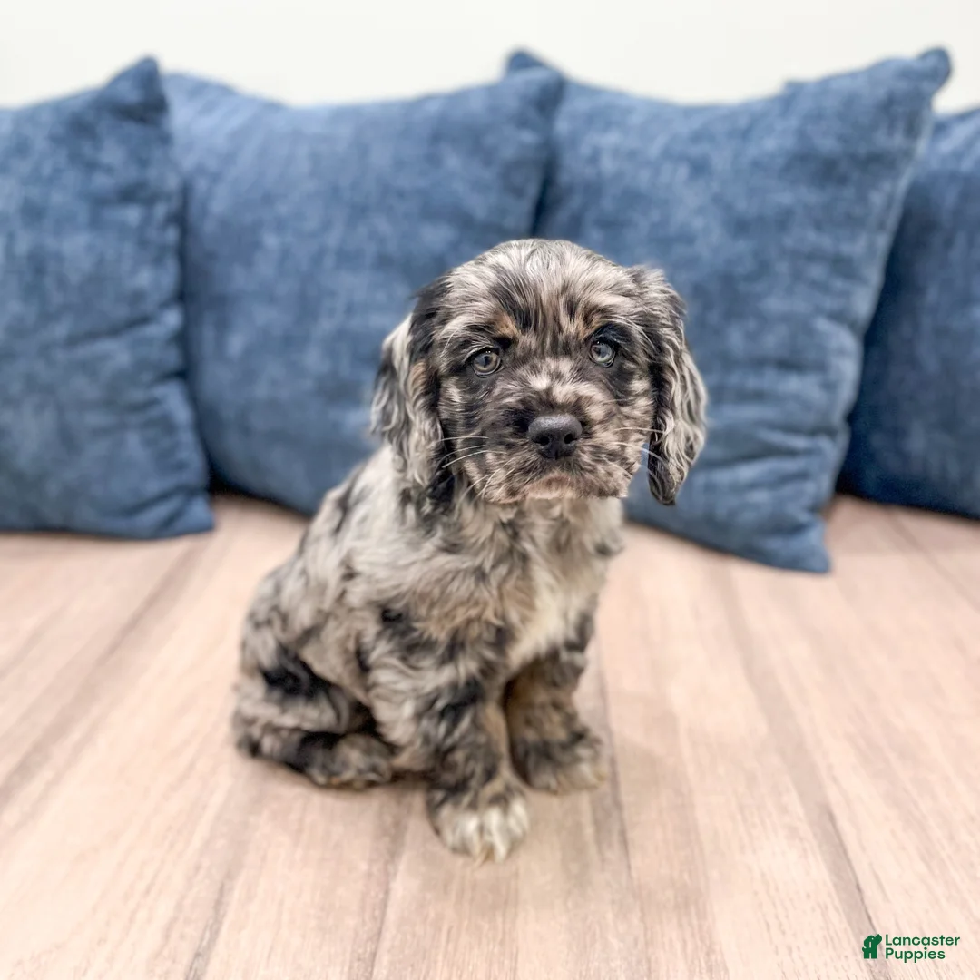 Cocker Spaniel dogs for sale: Vance - Ad 3