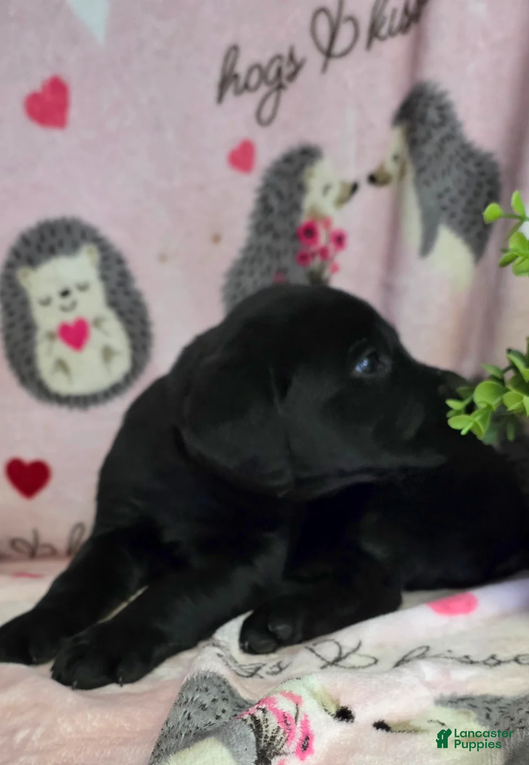 Labrador Retriever dogs for sale: Milo - Ad 3