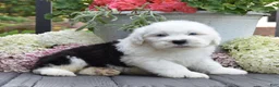 Old English Sheepdog dogs for sale: Kal - 2 Blue eye - Ad 3