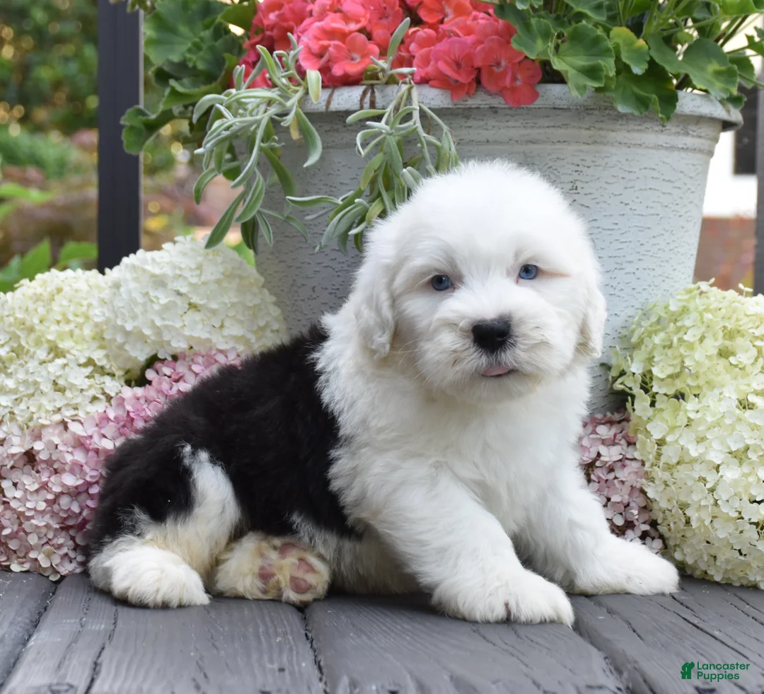 Old English Sheepdog dogs for sale: Kal - 2 Blue eye - Ad 3