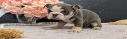 English Bulldog dogs for sale: Zoey - Ad 3
