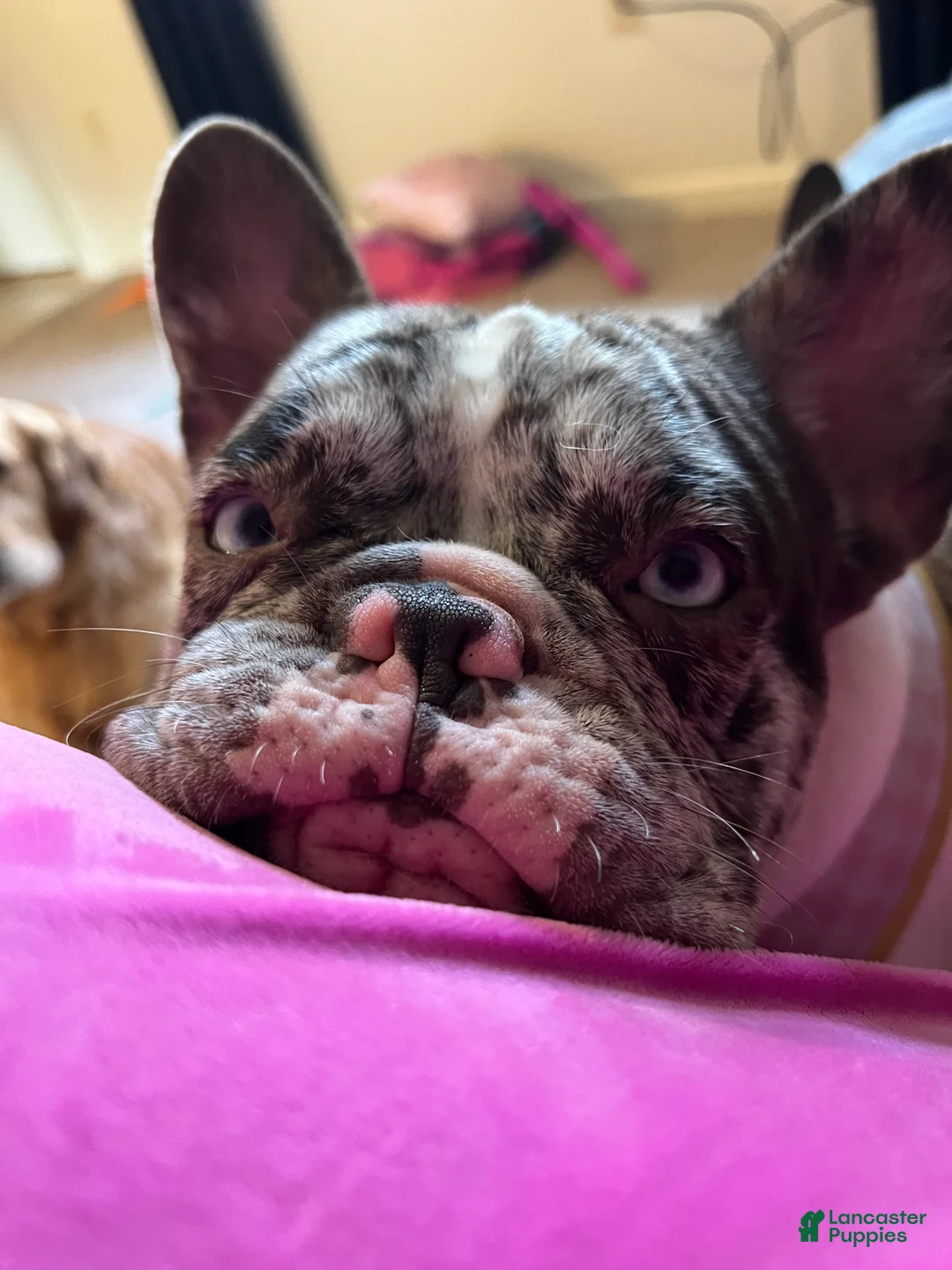 Gallery Image {{count}}