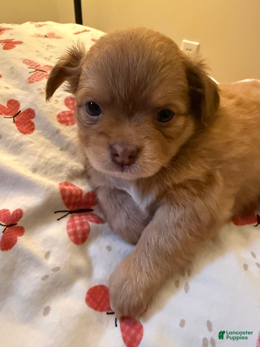 Chihuahua dogs for sale: Chihuahua Puppy  - Ad 11