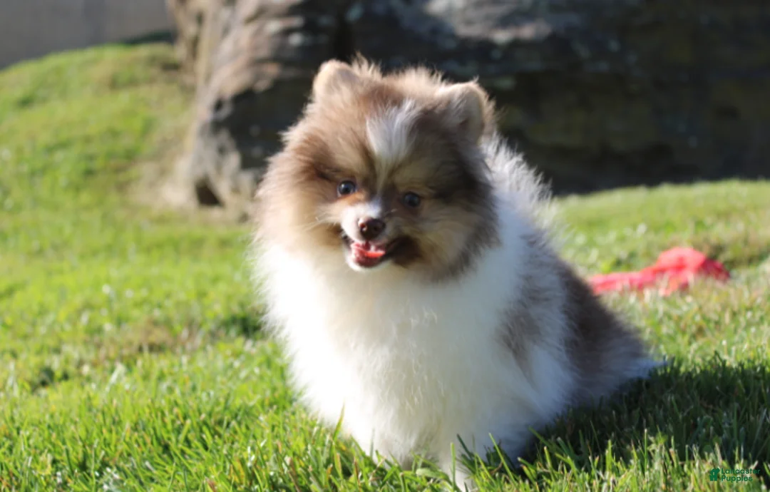 Pomeranian dogs for sale: Bentley AKC - Ad 1