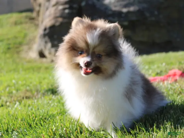 Pomeranian dogs for sale: Bentley AKC - Ad 1