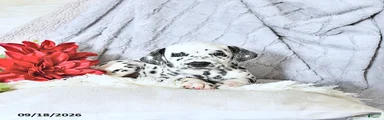 Daisy