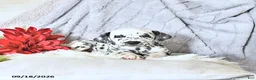 Dalmatian dogs for sale: Daisy - Ad 1