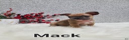 French Bulldog dogs for sale: Mack - Ad 10