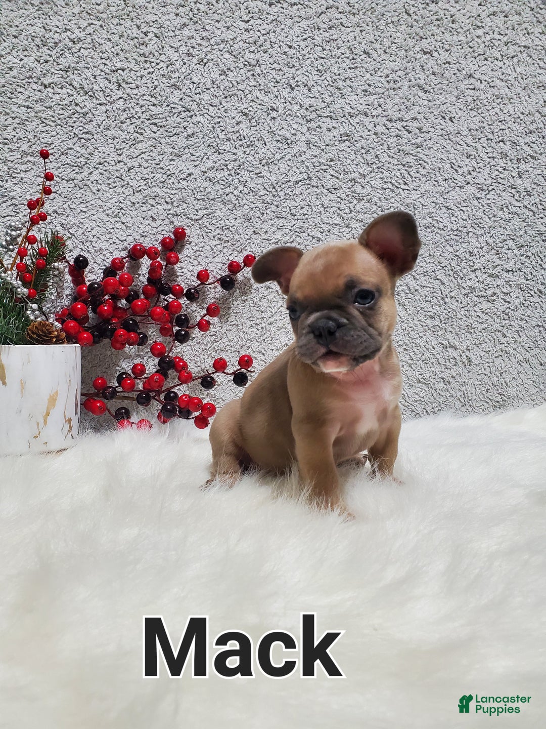 French Bulldog dogs for sale: Mack - Ad 10