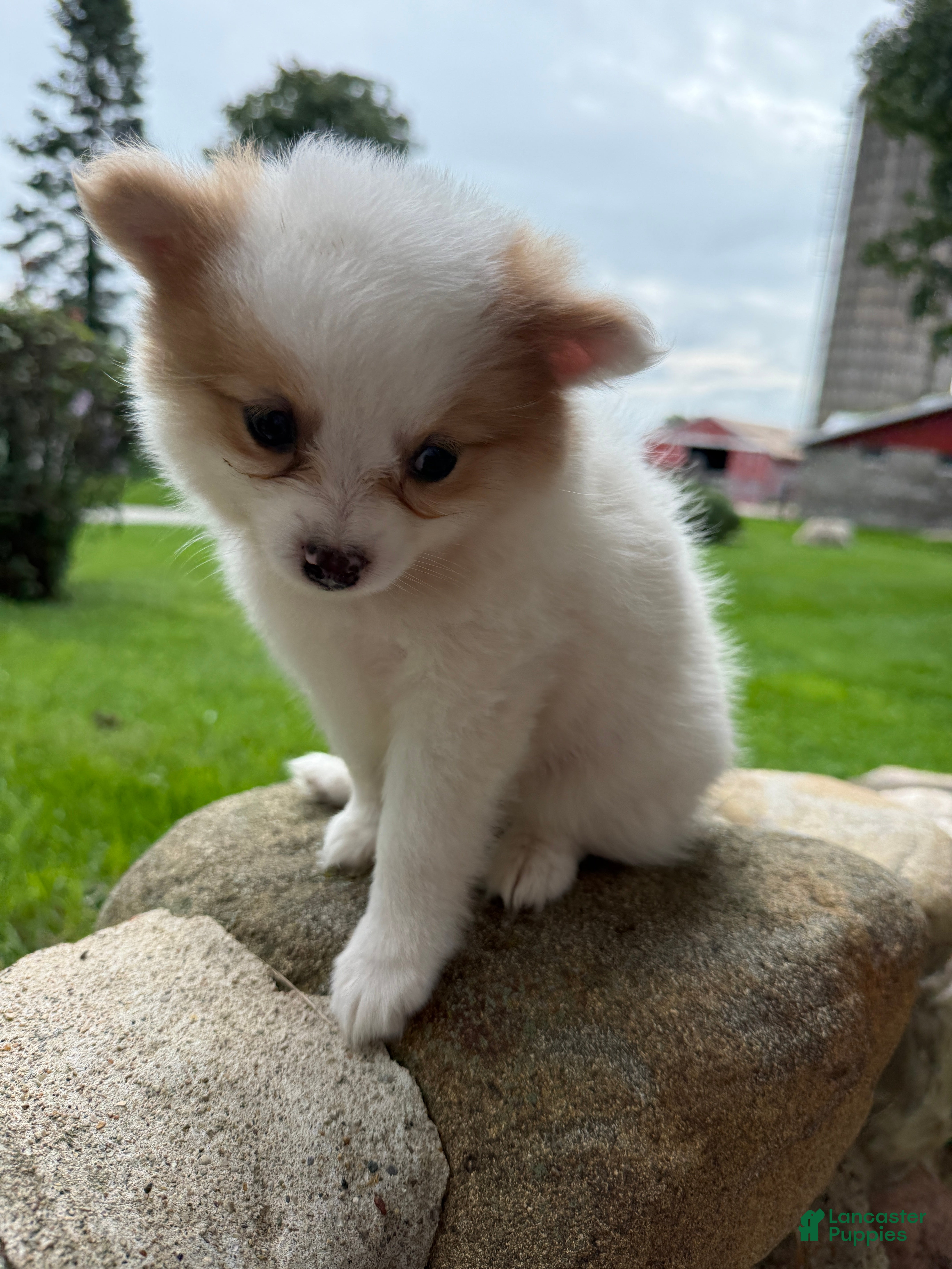 Pomeranian dogs Rudy - Ad 1