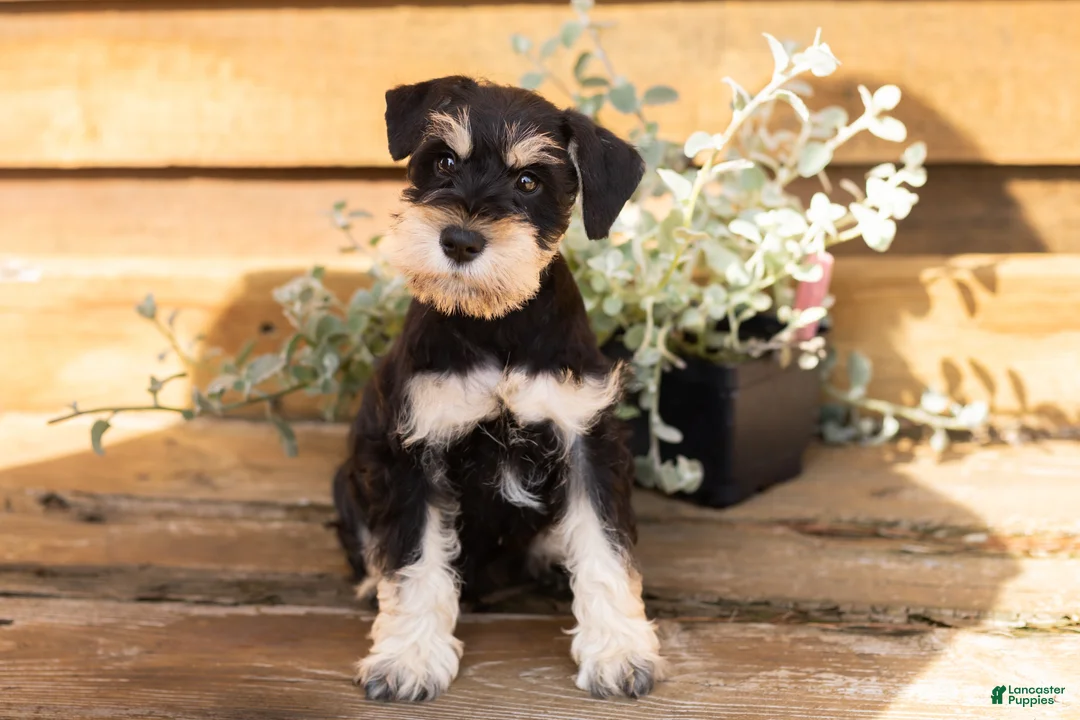 Miniature Schnauzer dogs for sale: Heath  - Ad 1