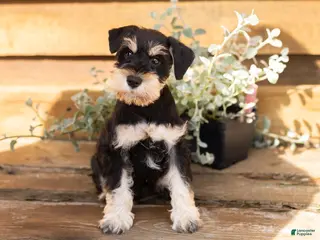 Miniature Schnauzer dogs Heath - Ad 17