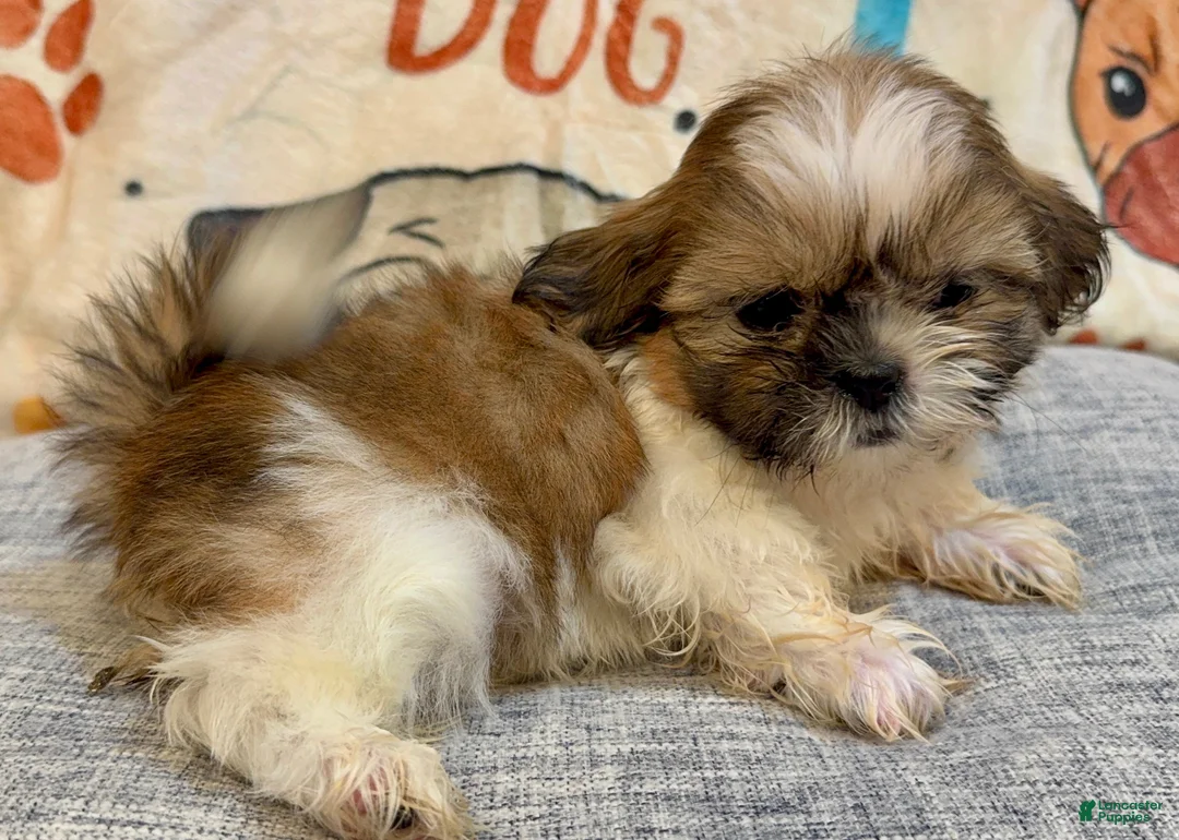 Shih Tzu dogs for sale: Cinnamon - Ad 2