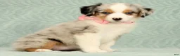 Miniature Australian Shepherd dogs for sale: Missy - Ad 4
