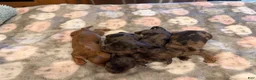 Miniature Dachshund dogs for sale: Black dapple Girl - Ad 2