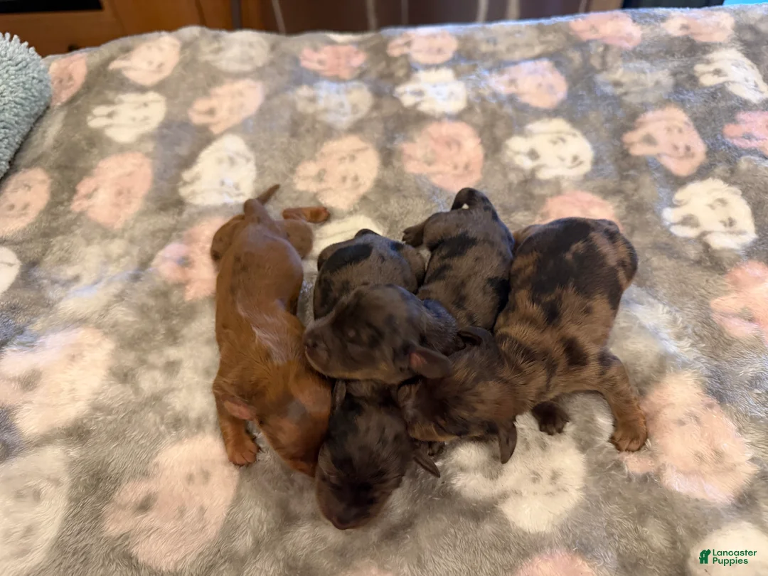 Miniature Dachshund dogs for sale: Black dapple Girl - Ad 2