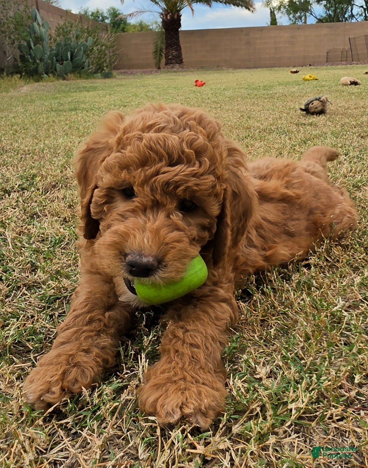 Mini Goldendoodle dogs for sale: Marsha ( 27 - 33 lbs full grown) - Ad 2