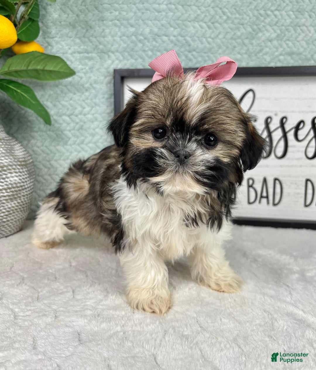 Shih Tzu dogs for sale: Sugar - Ad 4