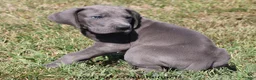 Great Dane dogs for sale: Sarge - Ad 3