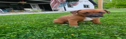 Mixed Breed dogs for sale: Mixed Breed Puppy 8 - Ad 6