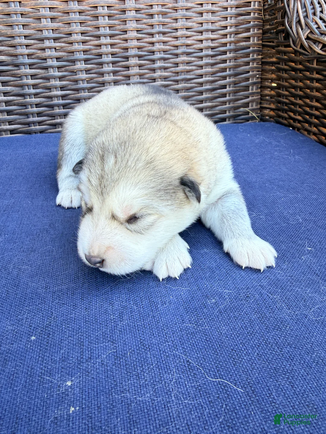 Alaskan Malamute dogs for sale: Alaskan Malamute Puppy 3 - Ad 4