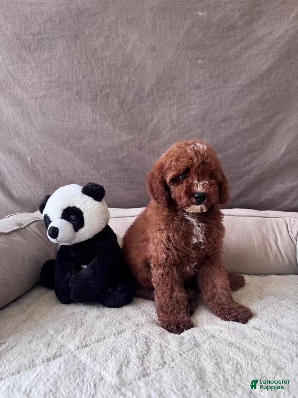 Mini Goldendoodle dogs Tony - Ad 1